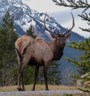 ein großer Elch steht auf einem Feld mit einem Berg