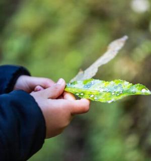 a child holding a leaf in their hands