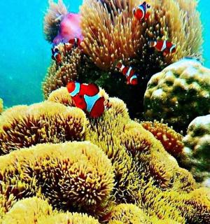 珊瑚礁上有一条小丑鱼