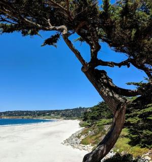 a pine tree on a beach with the sand and water