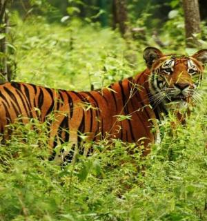 一只老虎站在树林里的草丛里