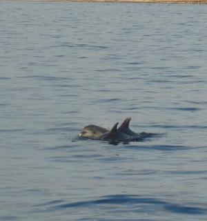 ein Vogel, der auf einer Wasseroberfläche schwimmt