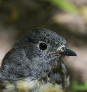 一只长着黑色喙的小鸟