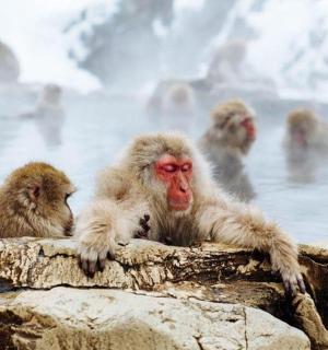 skupina opic koupajících se ve vířivce