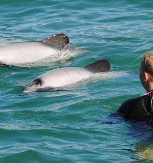 a woman in the water with three dolphins