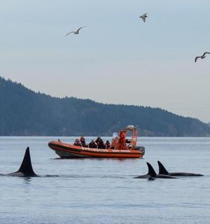 一群海豚在船边的水中