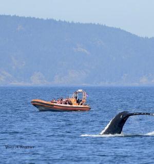 一群人在船上，水中有一头鲸鱼