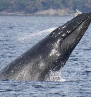 露出水面的鲸鱼尾巴