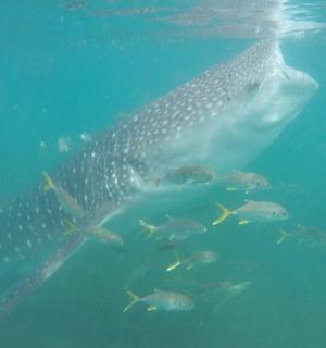 a whale shark swimming next to a group of fish