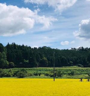 two people riding motorcycles in a field of yellow flowers