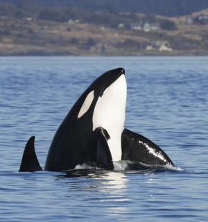 一头虎鲸在水中游动