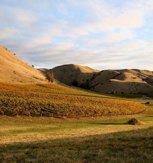 a field with a vineyard with mountains in the background