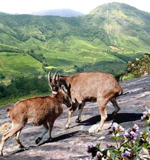 to dyr går på toppen af et bjerg