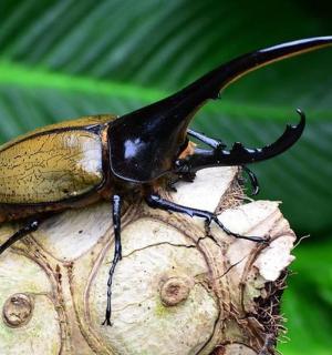 一只甲虫坐在一片叶子上