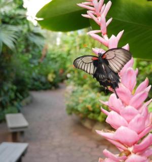 一只蝴蝶坐在长凳旁的一朵粉色花朵上