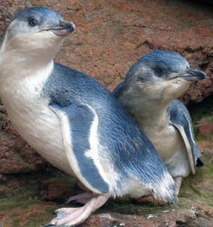 two penguins sitting on top of a rock