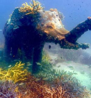 osoba pliva u vodi blizu grebena