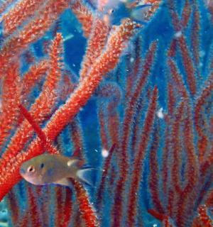 skupina riba koje plivaju u akvariju