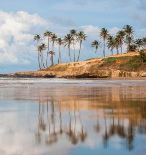 a group of palm trees on a beach with the water