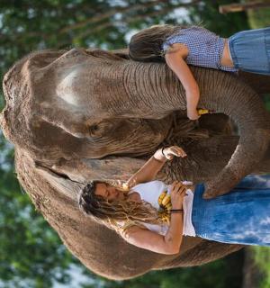骑在大象背上的女人