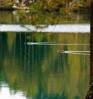 a couple of ducks swimming in a lake