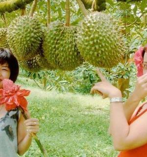 two women standing under a durian tree holding flowers