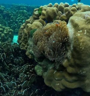 podvodní snímek korálového útesu