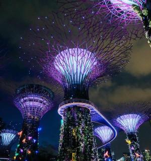 夜晚亮起的一组树