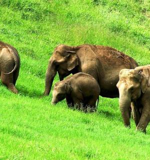 a group of elephants walking down a grassy hill