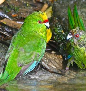 两只绿鸟坐在水中
