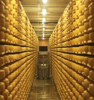 酒窖里的一排酒桶