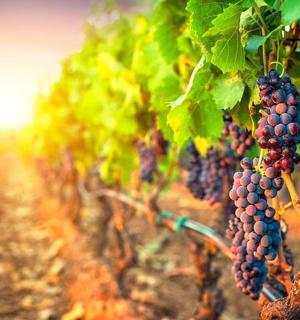 田野里葡萄藤上的一串葡萄