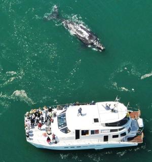 一群人在船上,与鲸鱼一起在水中