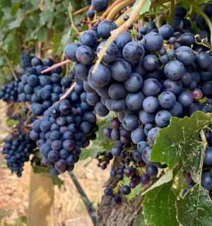 一串蓝色的葡萄挂在藤上