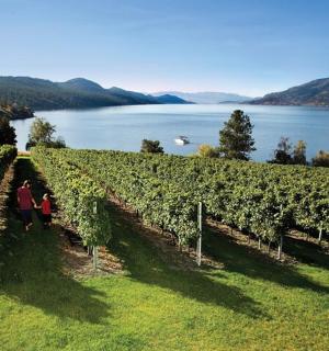 两个人穿过湖边的葡萄园