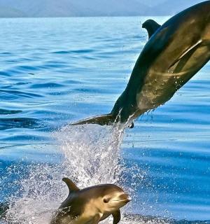 two dolphins jumping out of the water