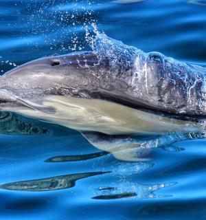 delfín plavající ve vodě