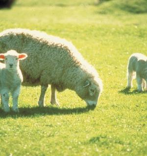 two adult sheep and two baby sheep grazing in a field
