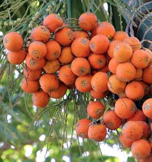 a bunch of oranges hanging from a tree