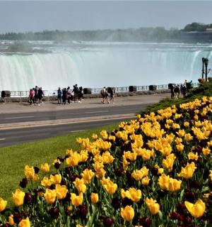 a bunch of yellow flowers in front of a waterfall