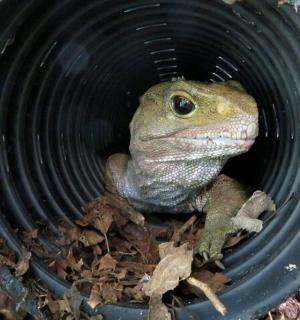 a lizard is sitting in a black bowl