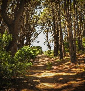 prašná cesta lesem se stromy