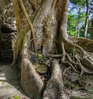 a tree with its roots on a stone wall