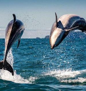 两只海豚跃出水面