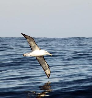 a seagull flying over a body of water