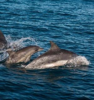 a group of three dolphins in the water