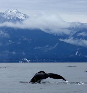 水中有一头鲸鱼，背景是群山