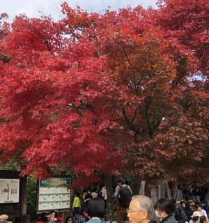 一群人站在一棵红叶树下