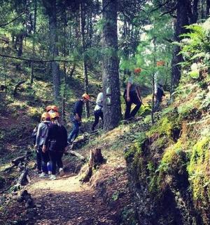 a group of people walking on a trail in the woods