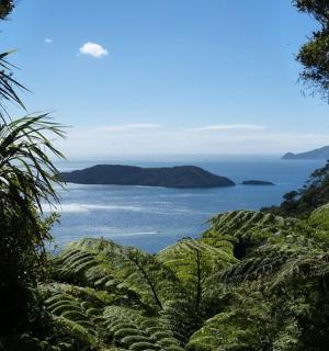 从长满植物的山上欣赏海景